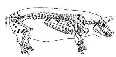 The Pig as a Perforator Flap Model