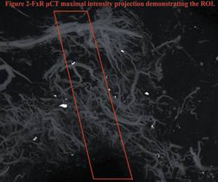 http://asps.confex.com/asps/2010am/cranio/papers/viewimage.cgi?image=1&RecordType=Paper&Recordid=18064&Hash=c54388e2c259afe1701d2174673ff278